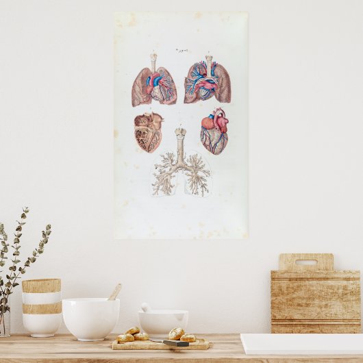  anatomie van het menselijk hart en de longen poster (Keuken)