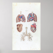  anatomie van het menselijk hart en de longen poster (Voorkant)
