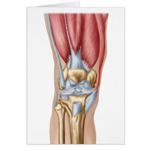 Anatomie van het menselijk kniegewricht