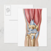 Anatomie van het menselijk kniegewricht briefkaart (Voorkant / Achterkant)
