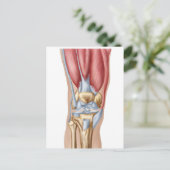 Anatomie van het menselijk kniegewricht briefkaart (Staand voorkant)