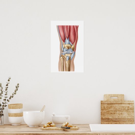 Anatomie van het menselijk kniegewricht poster (Keuken)