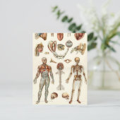 Anatomie van het menselijk lichaam briefkaart (Staand voorkant)