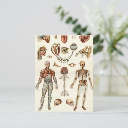 Anatomie van het menselijk lichaam briefkaart (Staand voorkant)