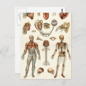 Anatomie van het menselijk lichaam briefkaart (Voorkant / Achterkant)