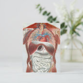Anatomie van het menselijk lichaam briefkaart (Staand voorkant)