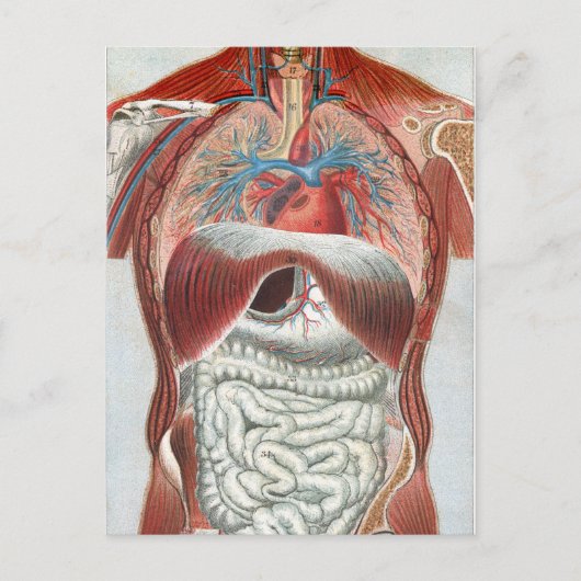 Anatomie van het menselijk lichaam briefkaart (Voorkant)