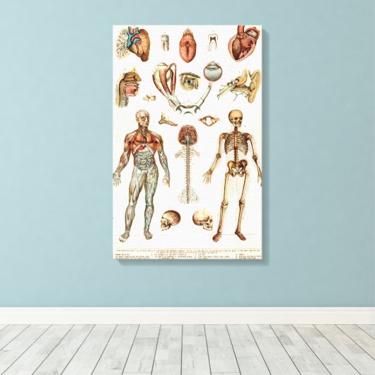 Anatomie van het menselijk lichaam canvas afdruk (Insitu (Houten vloer))