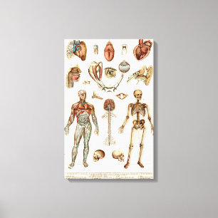 Anatomie van het menselijk lichaam canvas afdruk