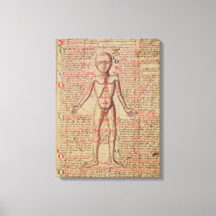 Anatomie van het menselijk lichaam canvas afdruk