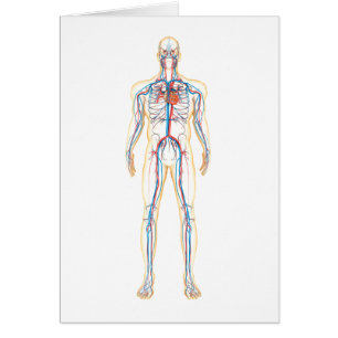 Anatomie van het menselijk lichaam en bloedsomloop