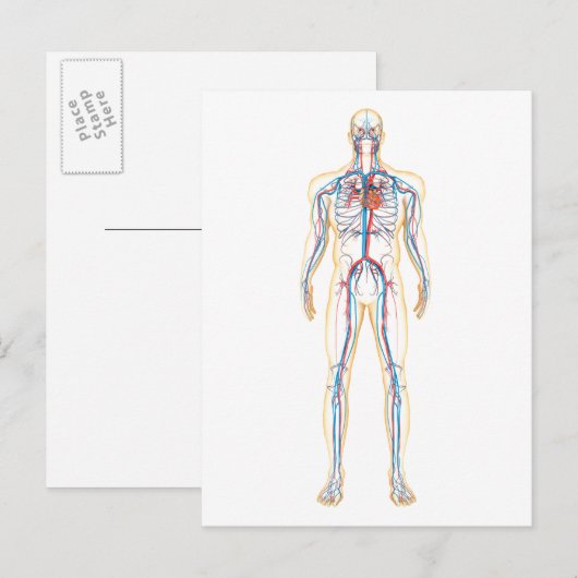 Anatomie van het menselijk lichaam en bloedsomloop briefkaart (Voorkant / Achterkant)