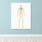 Anatomie van het menselijk lichaam en bloedsomloop canvas afdruk (Insitu (Houten vloer))