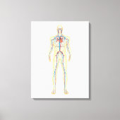 Anatomie van het menselijk lichaam en bloedsomloop canvas afdruk (Voorkant)