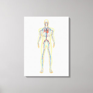 Anatomie van het menselijk lichaam en bloedsomloop canvas afdruk