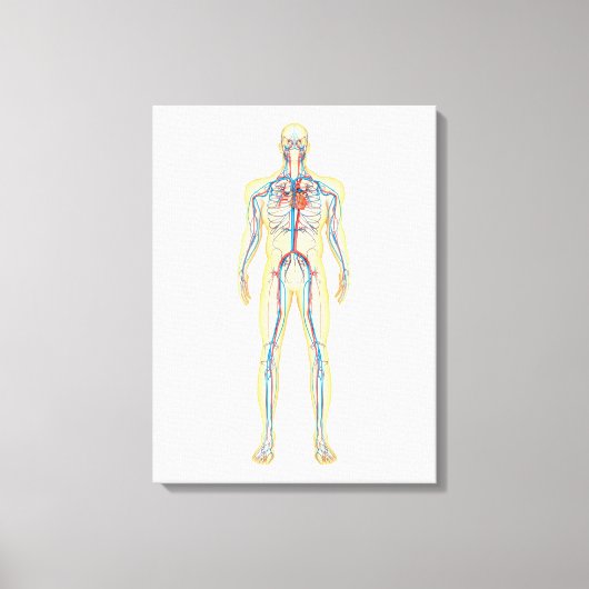 Anatomie van het menselijk lichaam en bloedsomloop canvas afdruk (Voorkant)