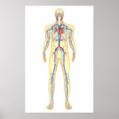 Anatomie van het menselijk lichaam en bloedsomloop poster (Voorkant)