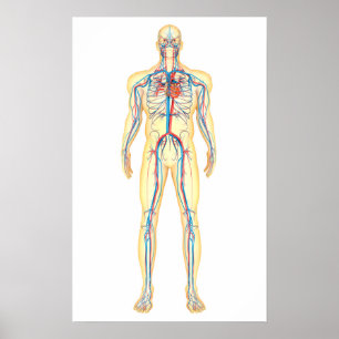 Anatomie van het menselijk lichaam en bloedsomloop poster