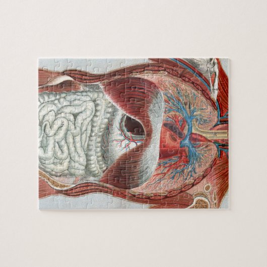 Anatomie van het menselijk lichaam legpuzzel (Horizontaal)