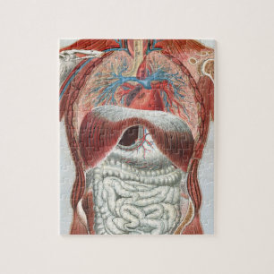Anatomie van het menselijk lichaam legpuzzel