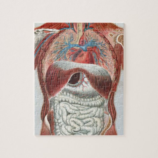 Anatomie van het menselijk lichaam legpuzzel (Verticaal)