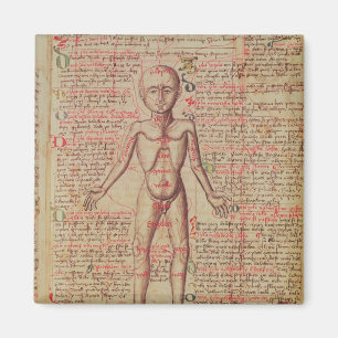 Anatomie van het menselijk lichaam magneet