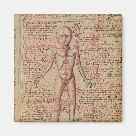 Anatomie van het menselijk lichaam magneet (Voorkant)