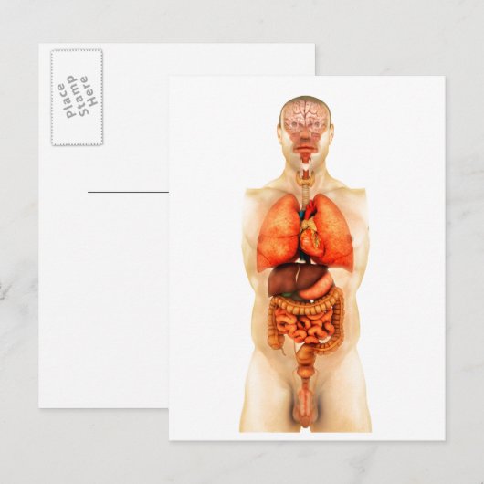 Anatomie van het menselijk lichaam met gehele orga briefkaart (Voorkant / Achterkant)
