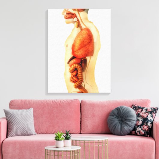 Anatomie van het menselijk lichaam met gehele orga canvas afdruk (Insitu (Woonkamer))