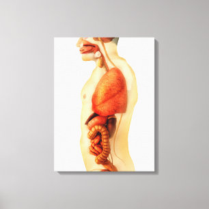 Anatomie van het menselijk lichaam met gehele orga canvas afdruk