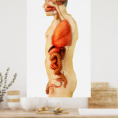 Anatomie van het menselijk lichaam met gehele orga poster (Keuken)