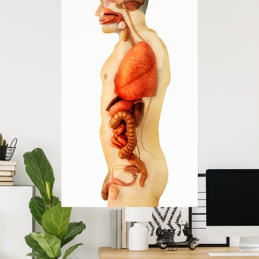 Anatomie van het menselijk lichaam met gehele orga poster (Thuiskantoor)