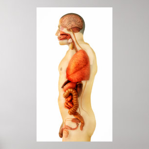 Anatomie van het menselijk lichaam met gehele orga poster