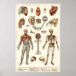 Anatomie van het menselijk lichaam poster
