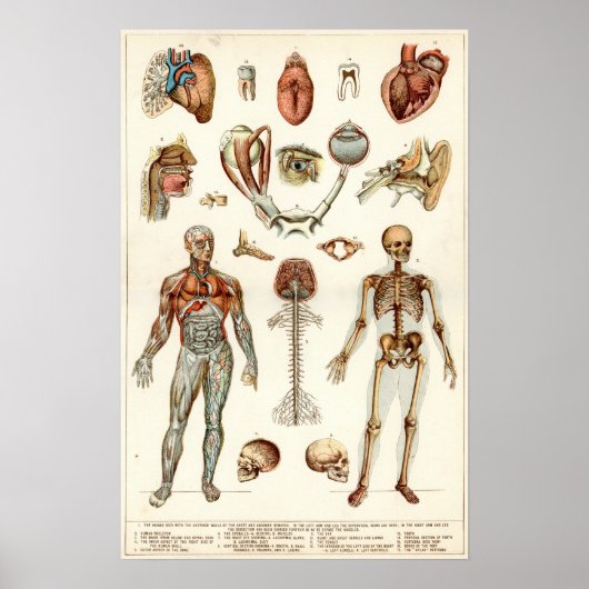 Anatomie van het menselijk lichaam poster (Voorkant)
