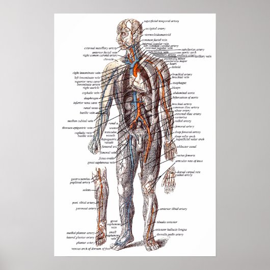Anatomie van het menselijk lichaam poster (Voorkant)