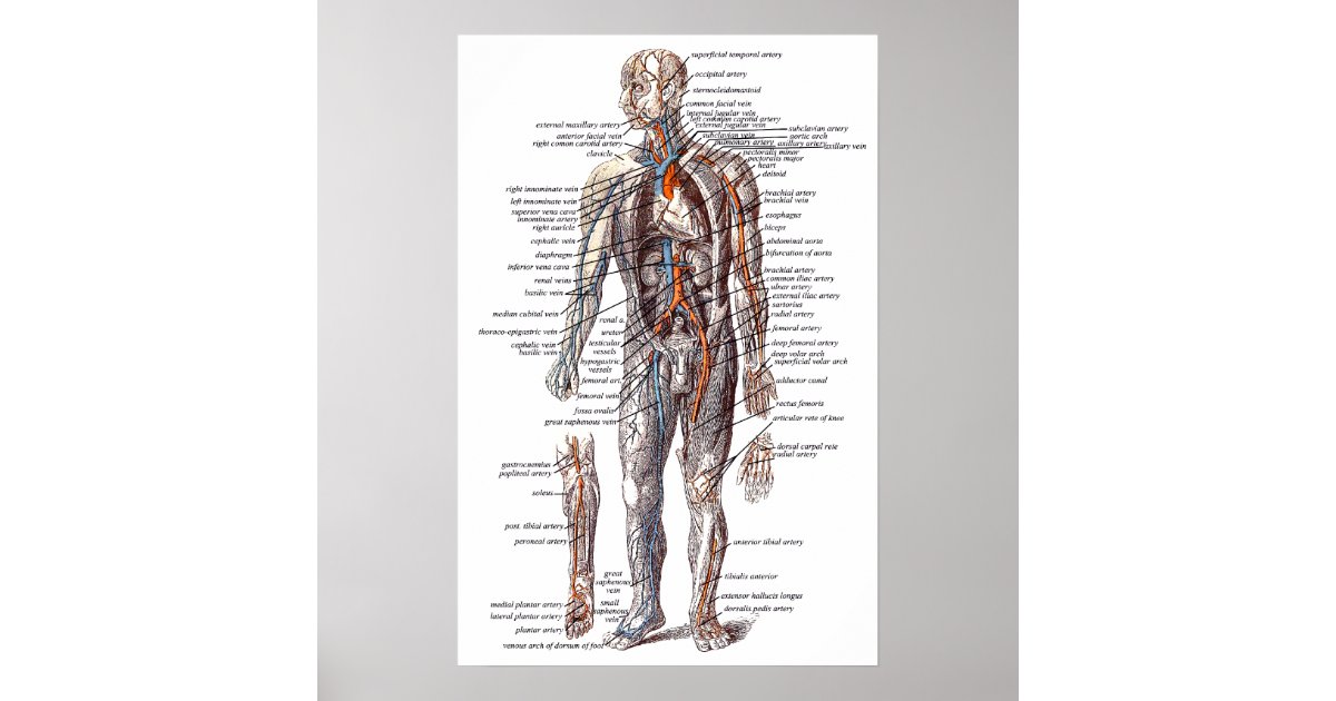 Anatomie van het menselijk lichaam poster | Zazzle.nl
