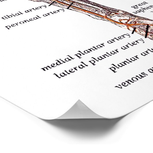 Anatomie van het menselijk lichaam poster (Hoek)