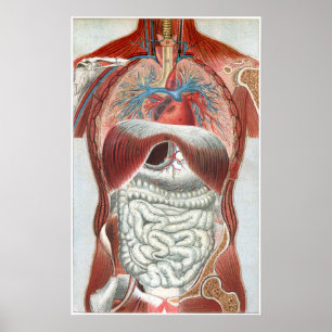 Anatomie van het menselijk lichaam poster