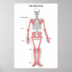 Anatomie van het menselijk lichaam Skeleton Anatom Poster