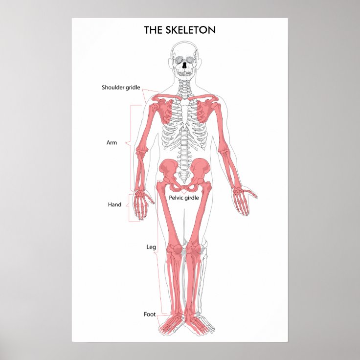 Anatomie Van Het Menselijk Lichaam Skeleton Anatom Poster | Zazzle.nl