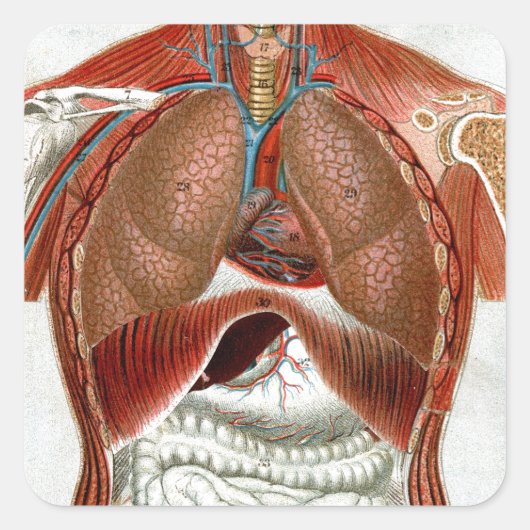 Anatomie van het menselijk lichaam vierkante sticker (Voorkant)