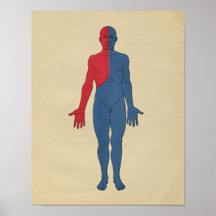 Anatomie van het menselijk lymfestelsel 1902 afdr poster