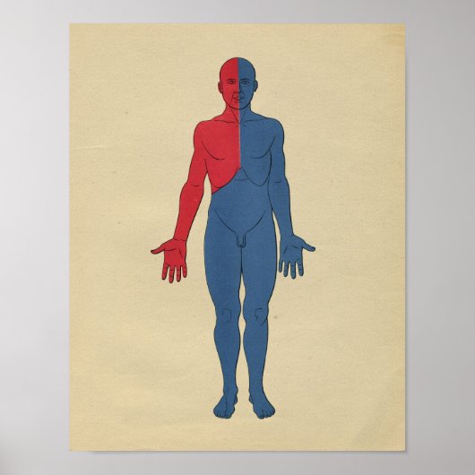 Anatomie van het menselijk lymfestelsel 1902  afdr poster (Voorkant)