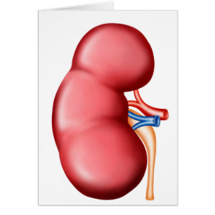 Anatomie van het menselijk nieren