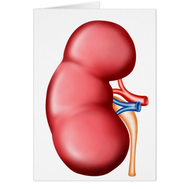 Anatomie van het menselijk nieren (Voorkant)