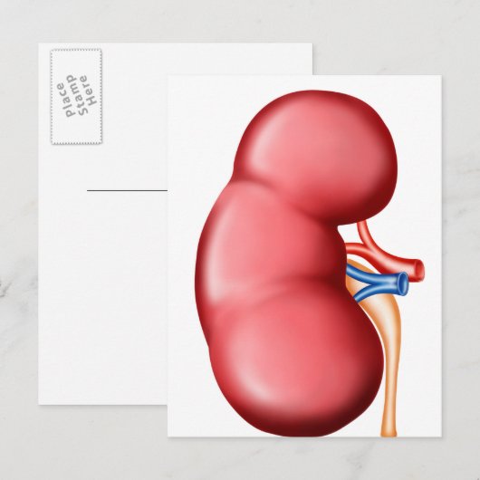 Anatomie van het menselijk nieren briefkaart (Voorkant / Achterkant)