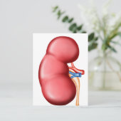 Anatomie van het menselijk nieren briefkaart (Staand voorkant)