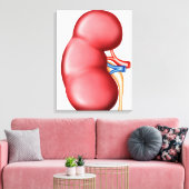 Anatomie van het menselijk nieren canvas afdruk (Insitu (Woonkamer))