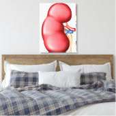 Anatomie van het menselijk nieren canvas afdruk (Insitu (Slaapkamer))